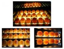 Máy soi trứng loại 6 hàng KS-10000